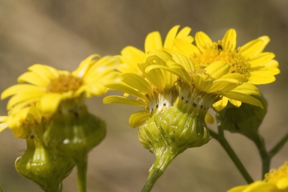 Senecio cfr. leucanthemifolius Poiret
